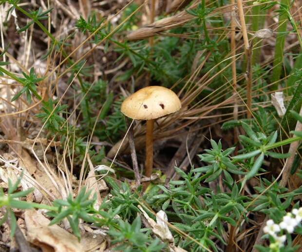 А есть ли грибы в Крыму?