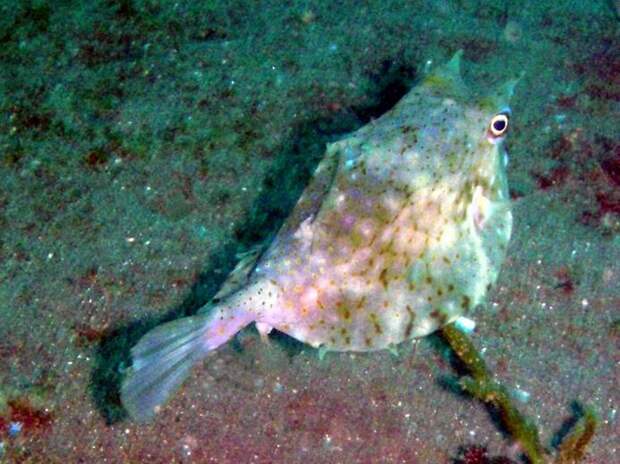 Spiny box fish