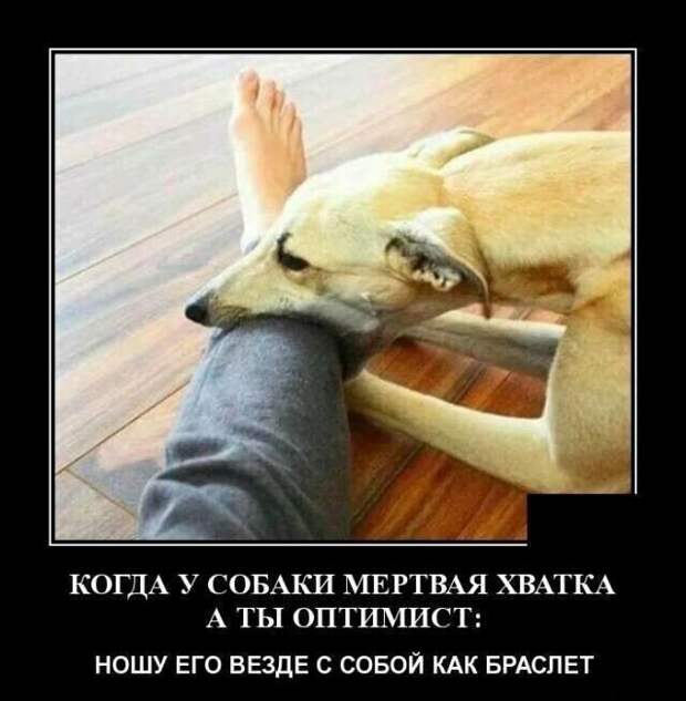 Образ собаки в демотиваторах
