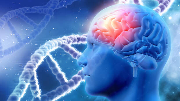 Нейробиологи развеяли миф о взрослении мозга к 25 годам