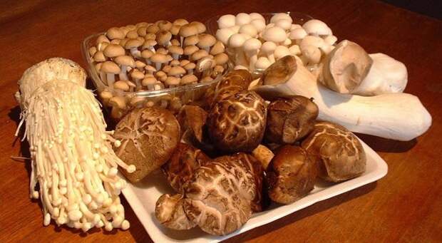 лечебные грибы 