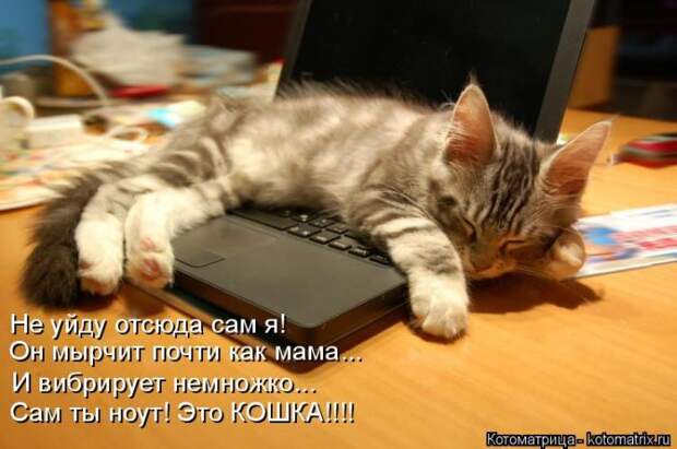 Лучшие котоматрицы недели (50 фото) Лучшие котоматрицы недели (50 фото)