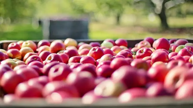 Диетолог дал рекомендации по выбору яблок