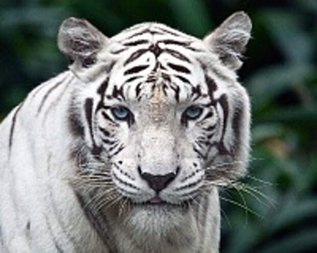 Белые тигры 4