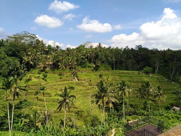 Природа Бали: горы, джунгли, водопады и рис!