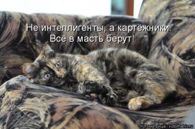 Лучшие котоматрицы недели (50 фото) Лучшие котоматрицы недели (50 фото)