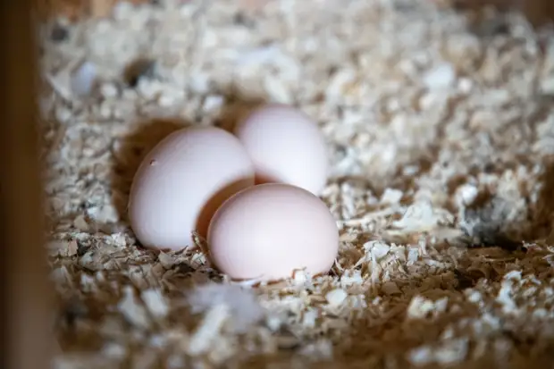 Тульская область увеличила производство молока и яиц