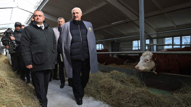 Александру Лукашенко подарили беременную телочку