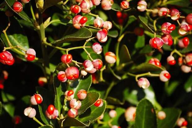 Бересклет японский (Euonymus japonicus)