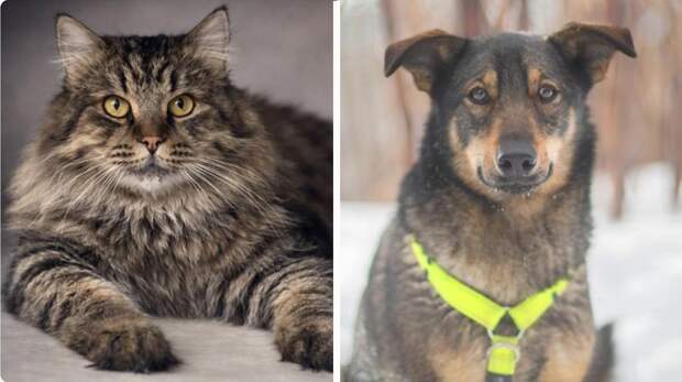 Котопёс недели: возьмите из приюта ласковую собаку Блум или нежного кота Аркадия