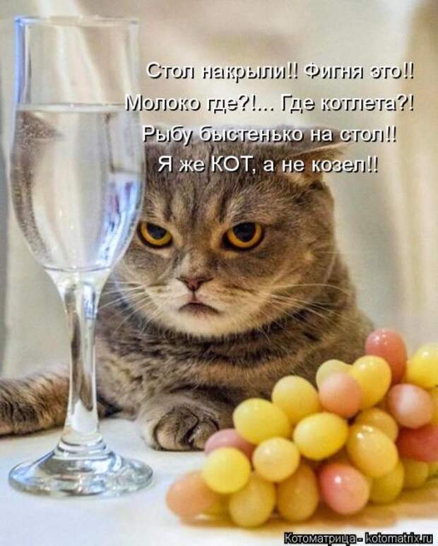 Лучшие котоматрицы недели (50 фото)