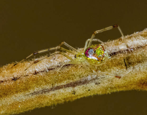 mirror-spider-thwaitesia-argentiopunctata-9