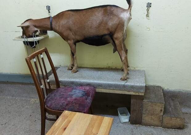 Станок для дойки коз представляет собой невысокую подставку, куда они запрыгивают, с возможностью зафиксировать животное. © Добрая коза  📷 