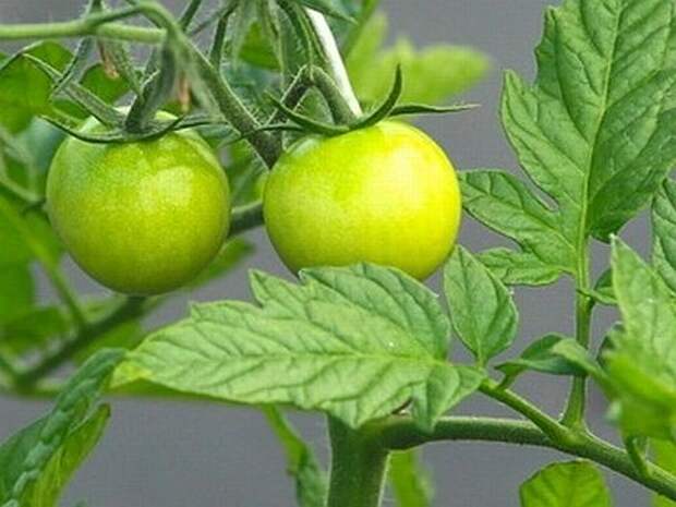 Почему помидоры стали безвкусными?
