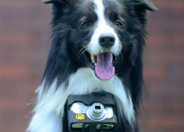 Первая в мире собака фотограф, Grizzler dog, Heartography, Nikon asia, фотоаппарат для собак