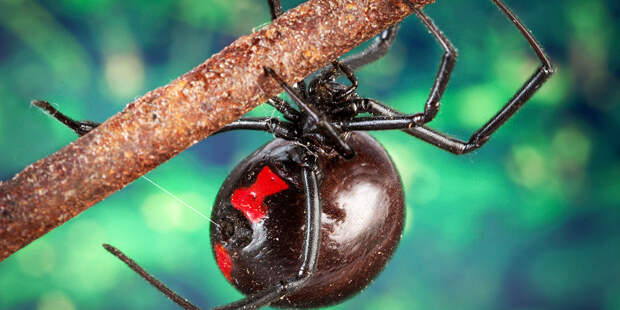 dedliest-insects-1-widow-spider-ppcorn