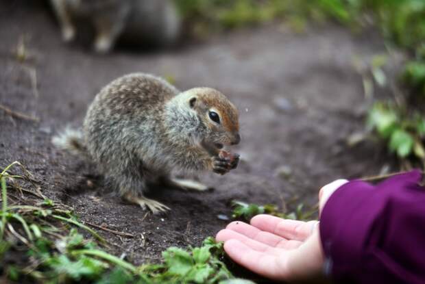 Российский юрист предупредил о наказании за кормление диких животных в городе