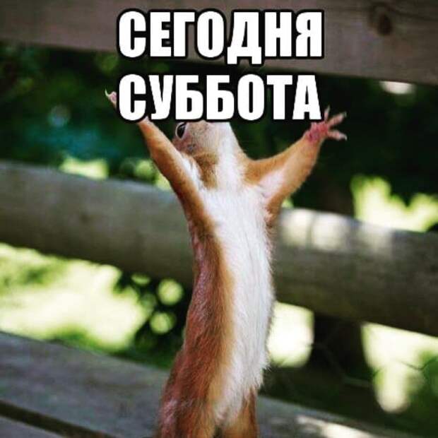 Коллекция весёлых картинок про субботу