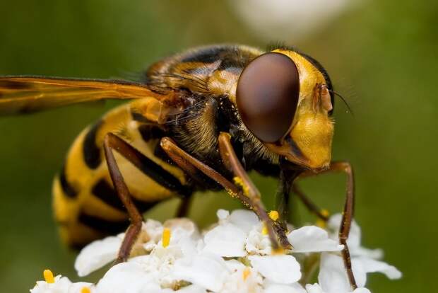 insects56 insects56 Портреты насекомых