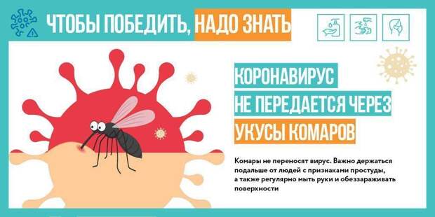Укусы комаров не могут стать причиной передачи коронавирусной инфекции. Фото: mos.ru