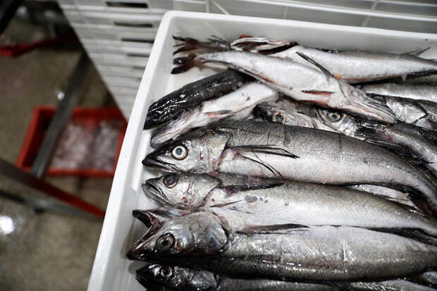 Основными поставщиками рыбы в Россию оказались пять стран