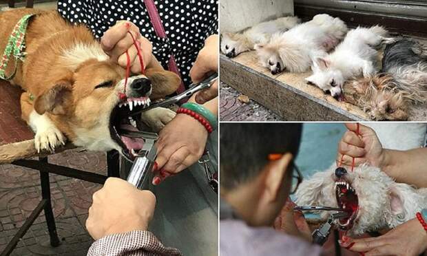Шок! Китайский садист-ветеринар удалял собакам голосовые связки, чтобы не лаяли Чэнду, ветеринар, жестокость, животные, издевательство над животными, китай, опасные операции, собаки