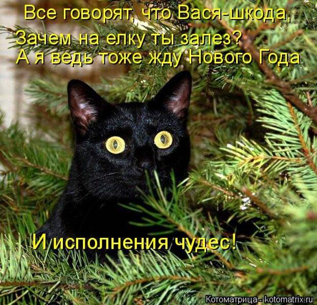 Котоматрица: Все говорят, что Вася-шкода, Зачем на елку ты залез? А я ведь тоже жду Нового Года И исполнения чудес!