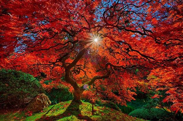Самые фотогеничные деревья, которые очаруют вас своей красотой