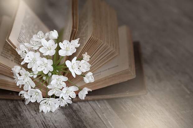 Книга/фото: pixabay.com