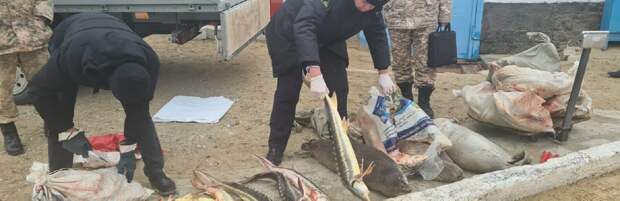В Мангистау браконьеры пытались спрятать более 170 килограммов осетра