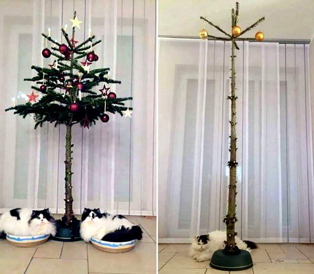 Коты против елок.