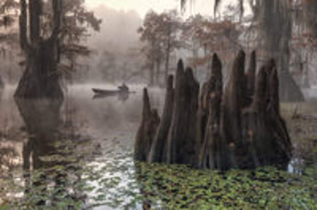 Фантастические кипарисы на озере Каддо, создающие иллюзию потустороннего мира