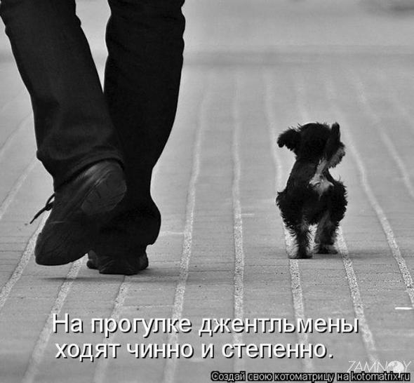 Котоматрицы(картинки с надписями)