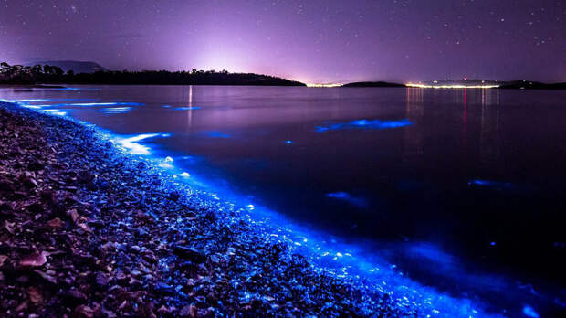 Проявление биолюминесценции