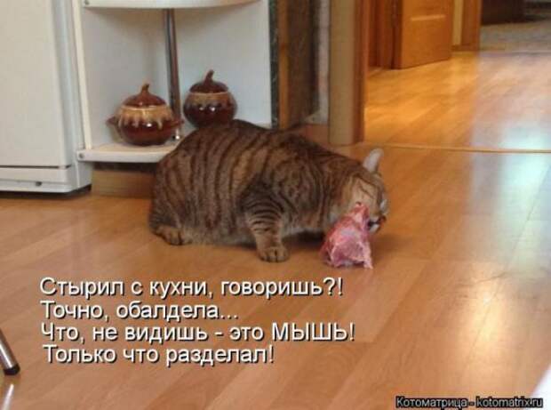 Котоматрицы(картинки с надписями)