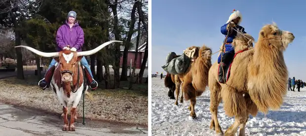 Рога и гнутые спины не помеха для верховой езды.