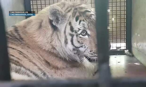 Из Хабаровска в хоспис «Дом тигра» привезли пятилетнего хищника