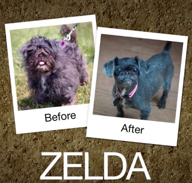 Zelda-e1470664549435