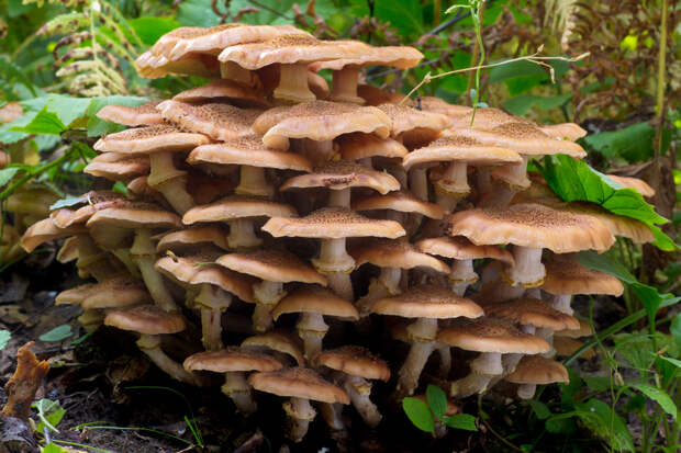 Опёнок осенний — съедобный гриб 3-й категории. Имеет коричневую шляпку (до 10 см) выпуклой формы, белую или тонкую ножку (до 10 см). Произрастает большими семьями на стволах деревьев или на пнях. (Tatiana Bulyonkova)