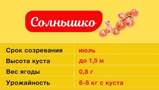 Смородина Солнышко