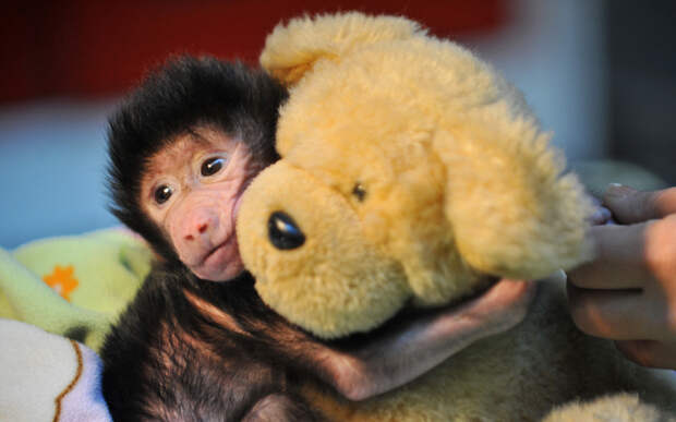 Новорожденный бабуин, от которого отказалась мама, с плюшевым мишкой в зоопарке в Турции