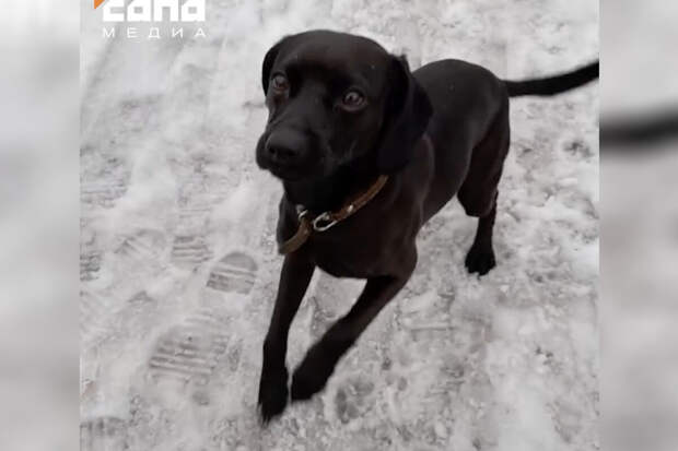 Потерявшийся в Красноярском крае пес нашелся спустя два года в 50 км от дома