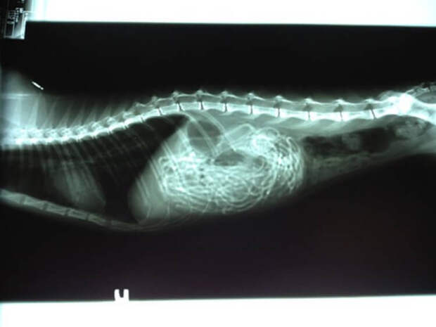 Если домашние питомцы съели мишуру. Чтобы кишечник не скрутился в клубок, не давайте животному вытягивать дождик самостоятельно. Источник изображения: dzen.ru. Фото.