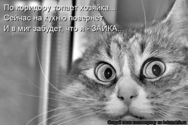 Лучшие котоматрицы недели