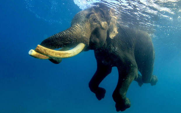 63-летний азиатский слон плывет в Бенгальском заливе