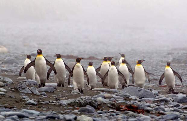 Маккуори – крошечный зелёный остров, где правят пингвины - 12