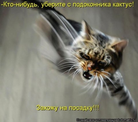 Котоматрицы