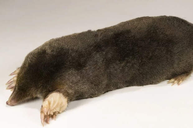 Почему кроты на огороде не враги, а помощники