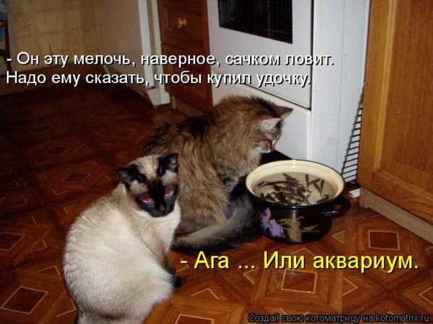 Котоматрица - - Он эту мелочь, наверное, сачком ловит. Надо ему сказать, чтобы купил