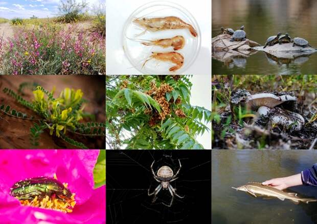 Записки астраханского натуралиста. Лучшие выпуски уходящего года